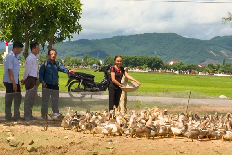 nuôi vịt biển hà tĩnh