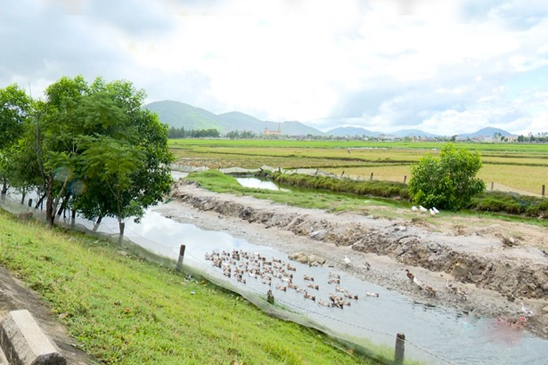 nuôi vịt biển hà tĩnh