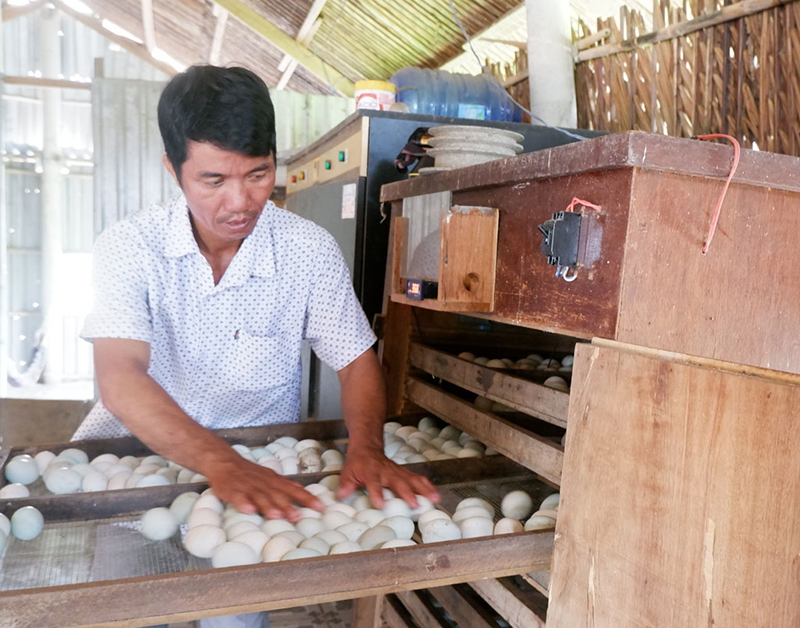 nuôi vịt đẻ trứng