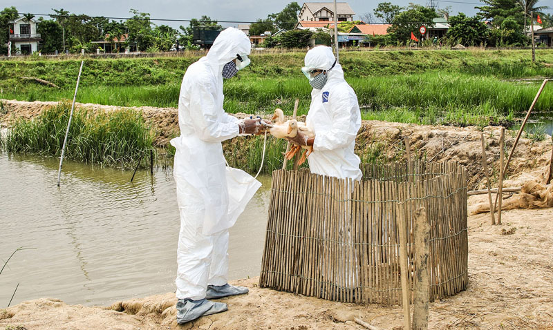 tiêm phòng cho gia cầm