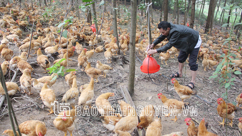 làm giàu từ nuôi gà